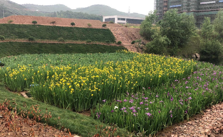 金寨县现代产业园区浣纱湖治理项目